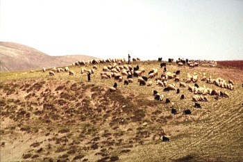 kurd8-76